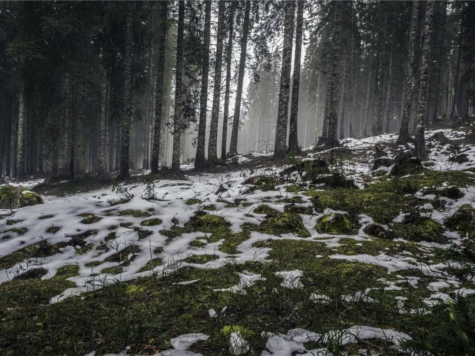 Działka pod inwestycję 1200m² Wrzosy